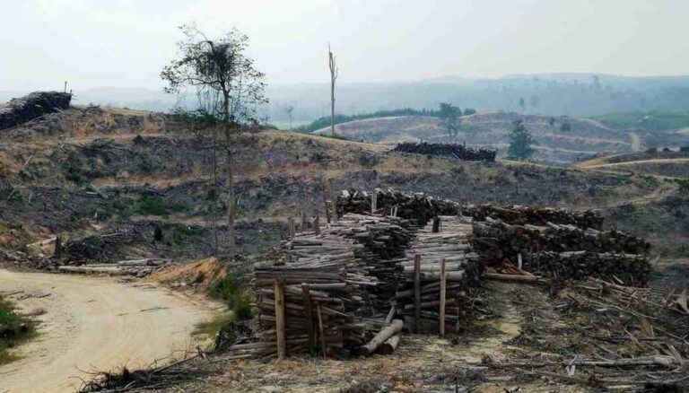 Alarm Ekologis 2026: Ketika Deforestasi Meledak dan Negara Kehilangan Kendali