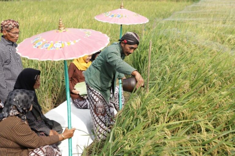 “Wiwitan”: Filsafat Panen dalam Tradisi Jawa
